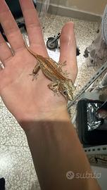 Geco Gargoyle