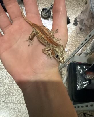 Geco Gargoyle