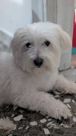 Maltese maschio per monta