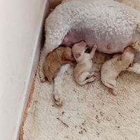 Piccoli toy
