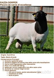Agnelli Dorper