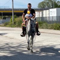 Super puro sangue Arabo 11 anni