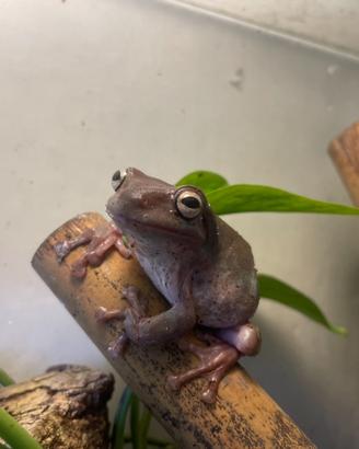 Litoria caerulea