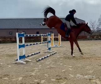 Cavallo da salto ostacoli