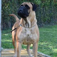 Cuccioli BULLMASTIFF