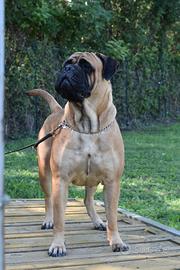 Cuccioli BULLMASTIFF