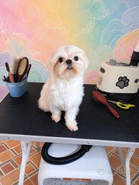 Maltese Barboncino