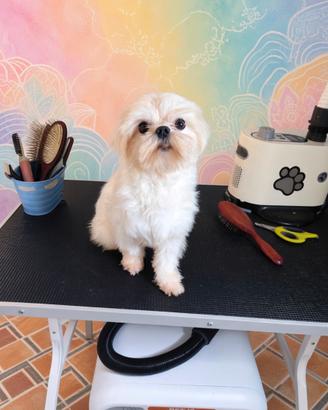 Maltese Barboncino