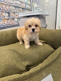 Maltipoo toy