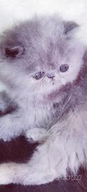 Cuccioli di Gatto Persiano