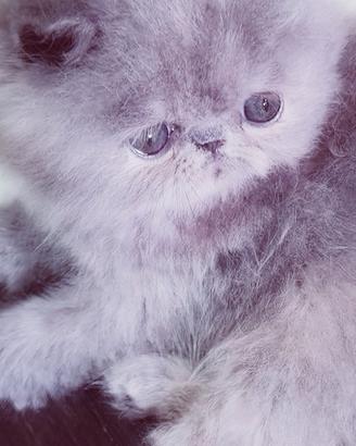 Cuccioli di Gatto Persiano