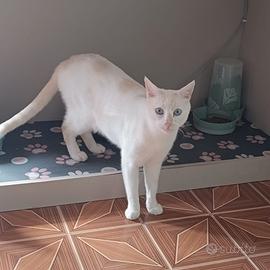 Gatti adulti senza rimborso spese