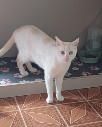 Gatti adulti senza rimborso spese