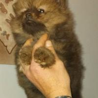 Cucciola Pomerania nano