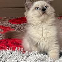 Cuccioli pura razza siberiano ipoallergenico