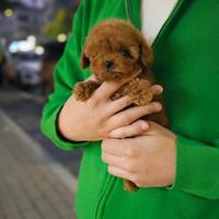 Barboncino piccoli mini e Toy tre mesi