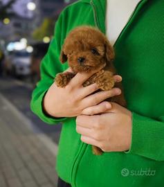 Barboncino piccoli mini e Toy tre mesi