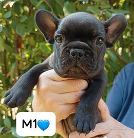BOULEDOGUE FRANCESE cuccioli