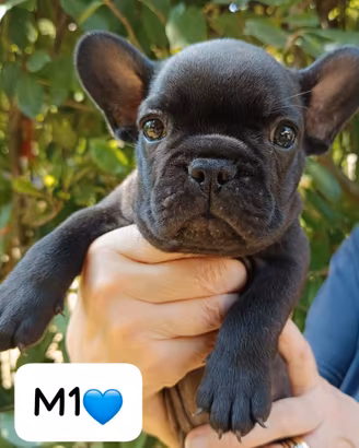 BOULEDOGUE FRANCESE cuccioli