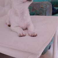 Chihuahua. Originale