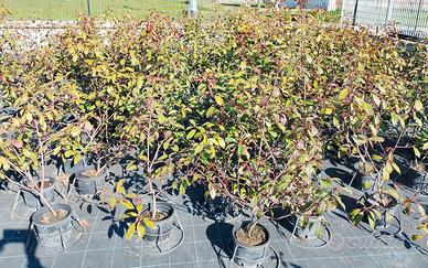 PIANTE SIEPE PHOTINIA RED ROBIN 