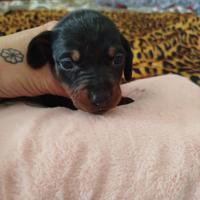 Cucciole di bassotto