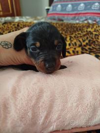 Cucciole di bassotto