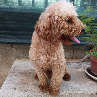 Barboncino toy maschio adulto