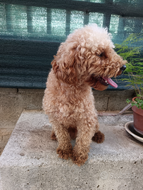 Barboncino toy maschio adulto