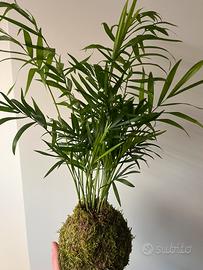 Kokedama chamadorea elegans