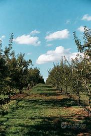 Quota Societaria con Terreno Agricolo