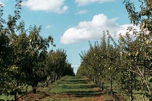 Quota Societaria con Terreno Agricolo