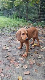 Cuccioli segugio maremmano