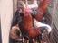 Immagine 6
