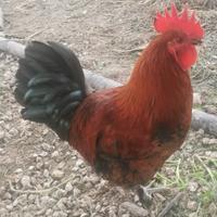 Gallo marans