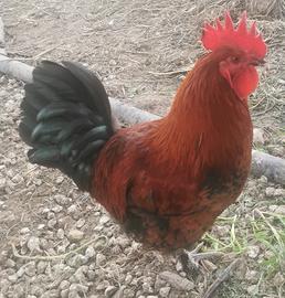 Gallo marans