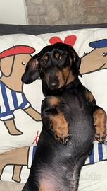 Bassotto Femmina per accoppiamento