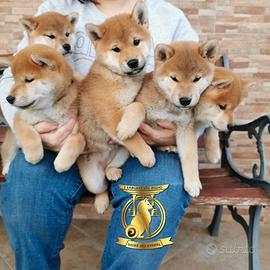 Cuccioli di shiba inu con pedigree disponibili