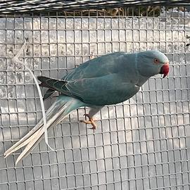 Parrocchetto dal collare
