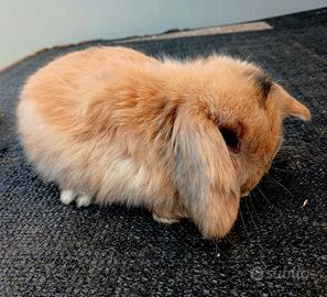 Coniglietti Ariete minilop conigli nani