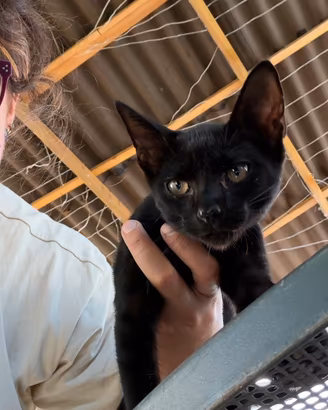 3 gattini vivaci, 3 mesi e mezzo