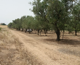 Terreno agricolo