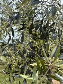 Oliveto e annesso agricolo