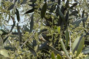 Oliveto e annesso agricolo