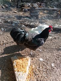 Galletto Australorp