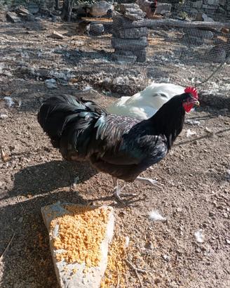 Galletto Australorp