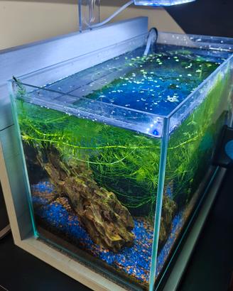 zolux 20l completo 