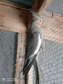 Pappagalli calopsite