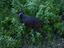 Immagine 5