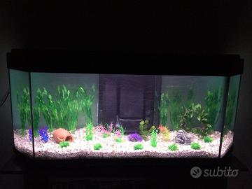 ACQUARIO ACQUA DOLCE
